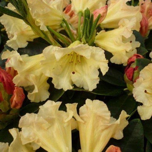 Rhododendron Dwarf Impeditum Evergreen | ScotPlants Direct